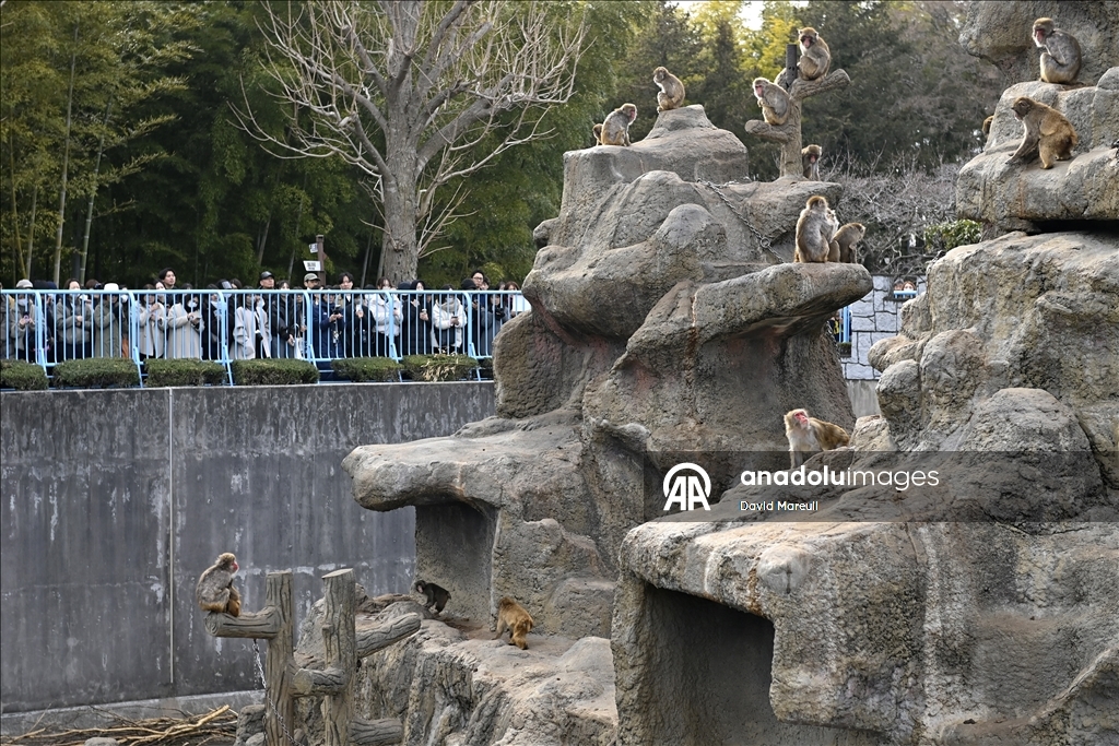 Baby monkey named 'Punch' finds comfort with a stuffed animal