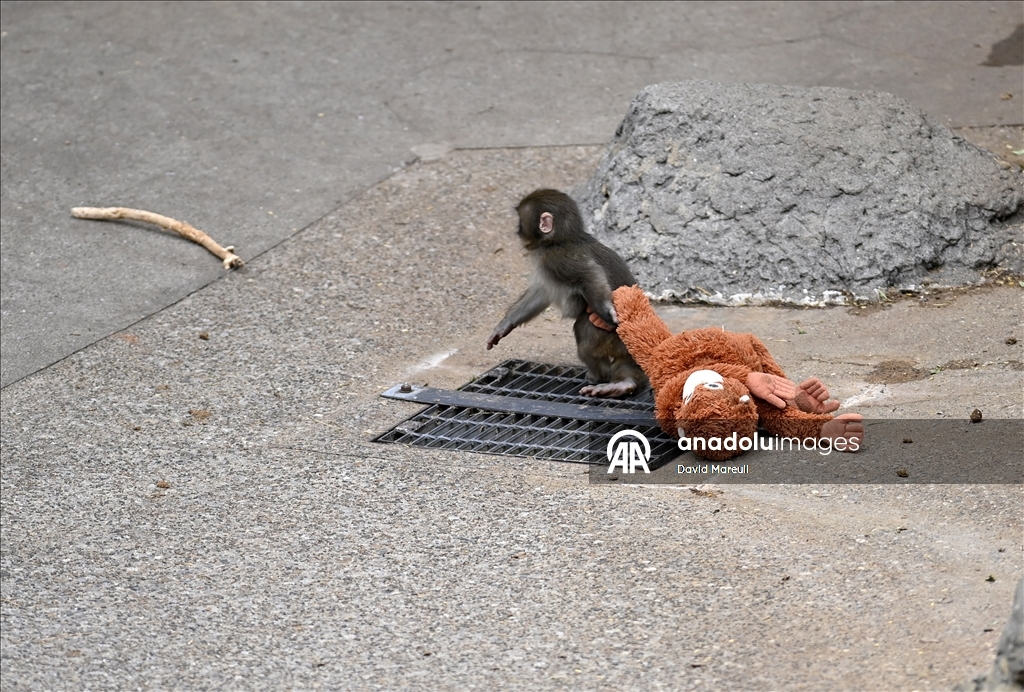 Baby monkey named 'Punch' finds comfort with a stuffed animal