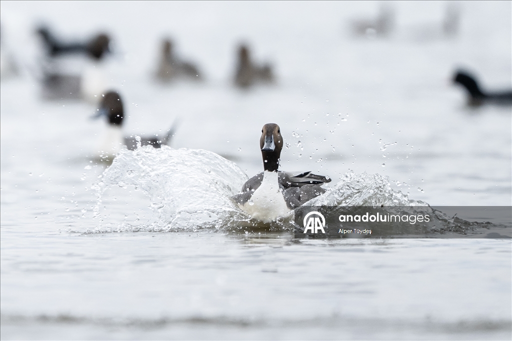 В турецком Коджаэли водоплавающие птицы собрались на зимовку