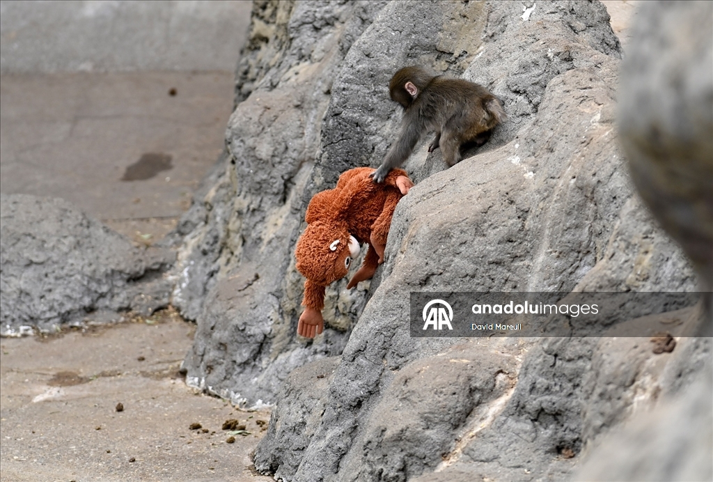 Tokyo'daki hayvanat bahçesinde sürüsü tarafından dışlanan yavru maymun Punch ilgi odağı oldu