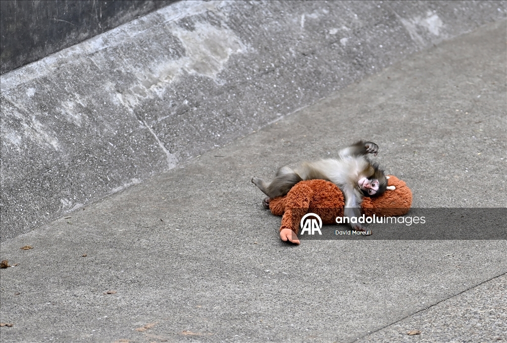 Baby monkey named 'Punch' finds comfort with a stuffed animal