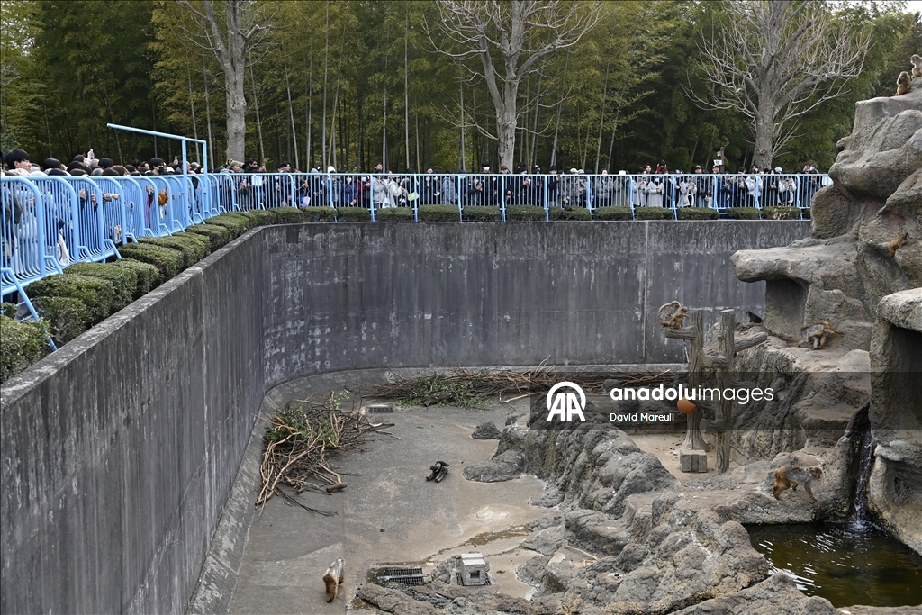 Baby monkey named 'Punch' finds comfort with a stuffed animal