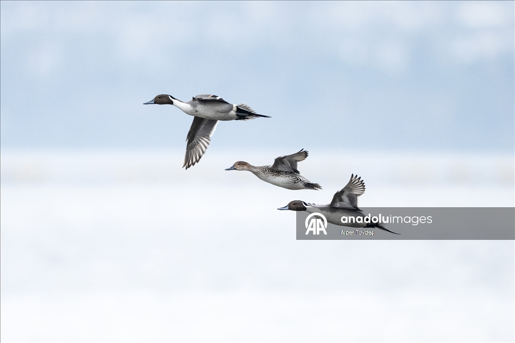 В турецком Коджаэли водоплавающие птицы собрались на зимовку