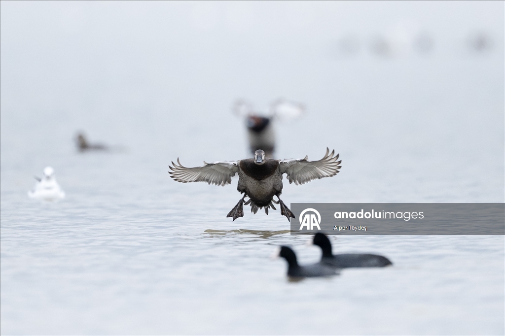 В турецком Коджаэли водоплавающие птицы собрались на зимовку