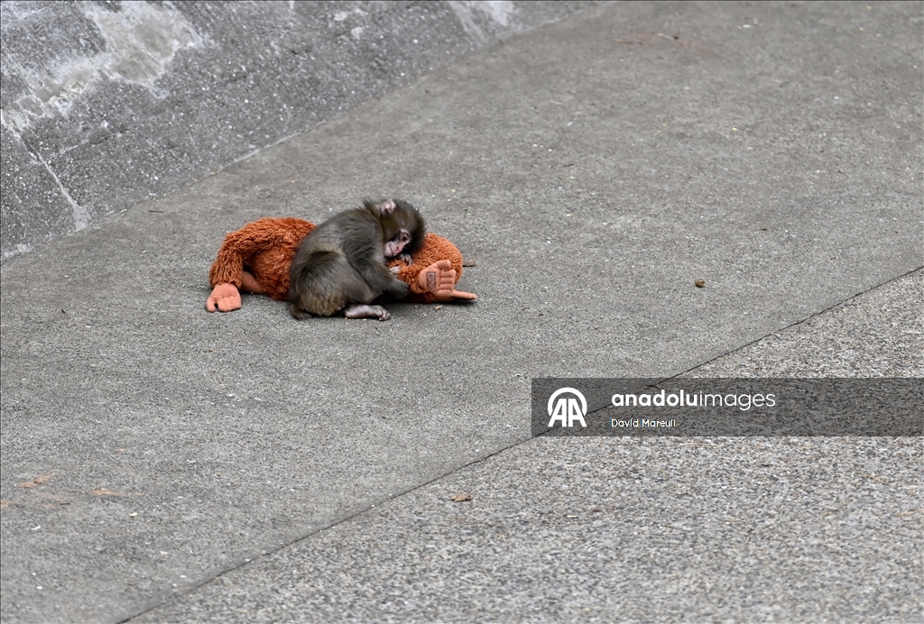 Baby monkey named 'Punch' finds comfort with a stuffed animal