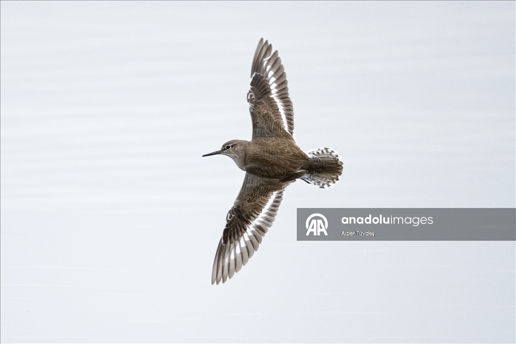 В турецком Коджаэли водоплавающие птицы собрались на зимовку