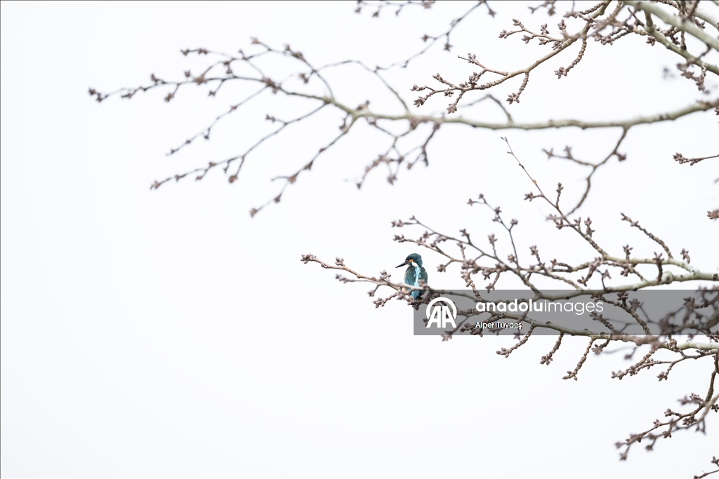 В турецком Коджаэли водоплавающие птицы собрались на зимовку