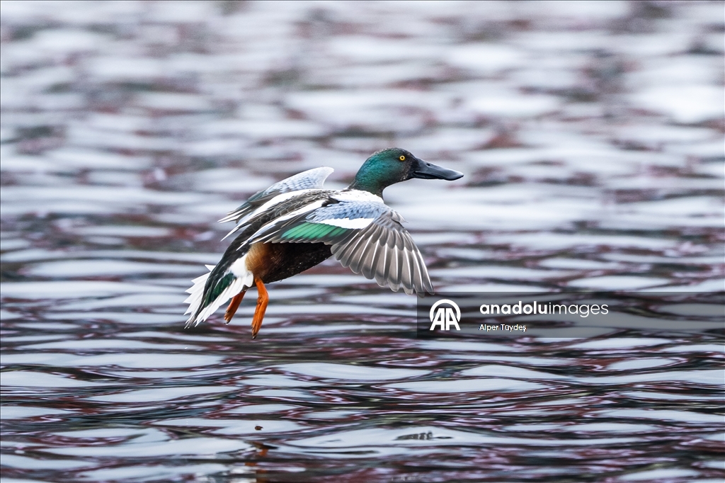 В турецком Коджаэли водоплавающие птицы собрались на зимовку
