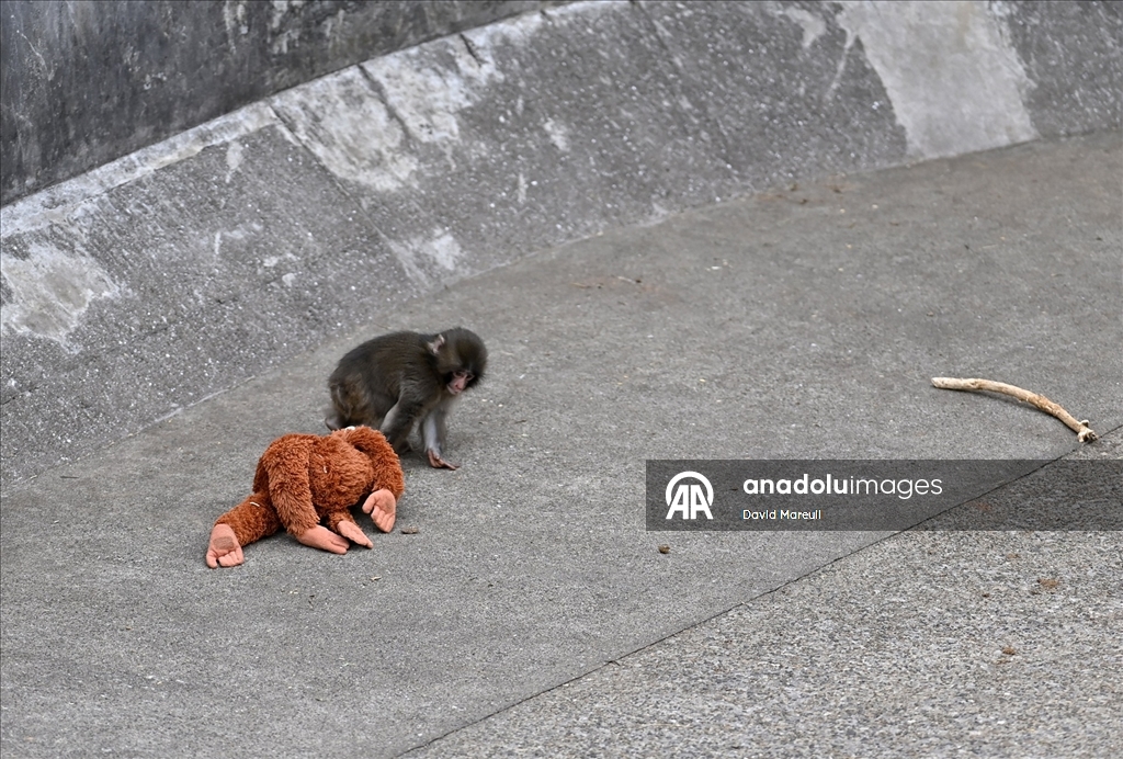 Tokyo'daki hayvanat bahçesinde sürüsü tarafından dışlanan yavru maymun Punch ilgi odağı oldu
