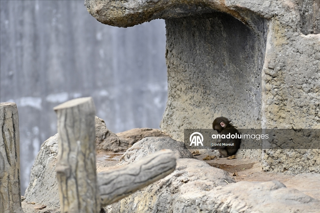 Tokyo'daki hayvanat bahçesinde sürüsü tarafından dışlanan yavru maymun Punch ilgi odağı oldu