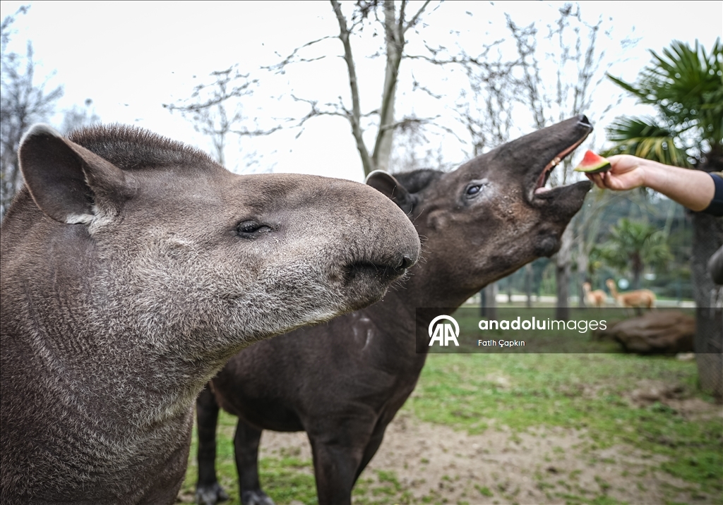 Bursa Hayvanat Bahçesi'ndeki tapirler kış mevsiminde özenle besleniyor