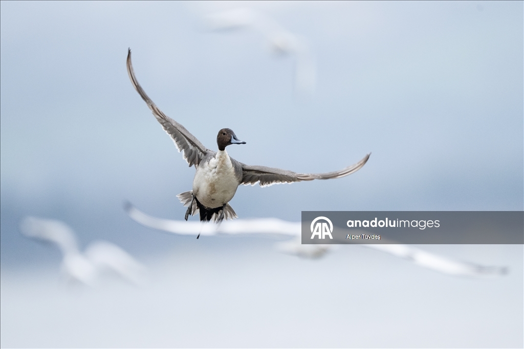 В турецком Коджаэли водоплавающие птицы собрались на зимовку