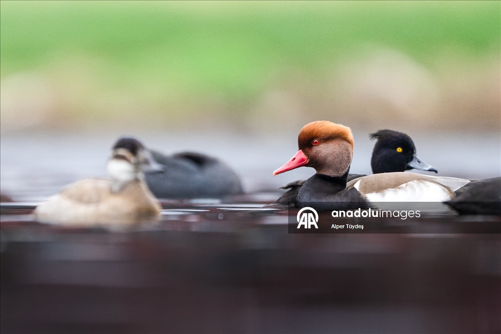 В турецком Коджаэли водоплавающие птицы собрались на зимовку