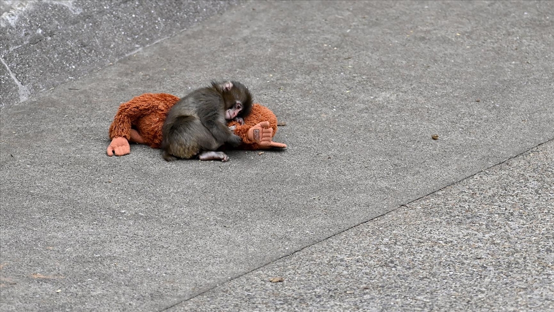 Tokyo'daki hayvanat bahçesinde sürüsü tarafından dışlanan yavru maymun Punch ilgi odağı oldu