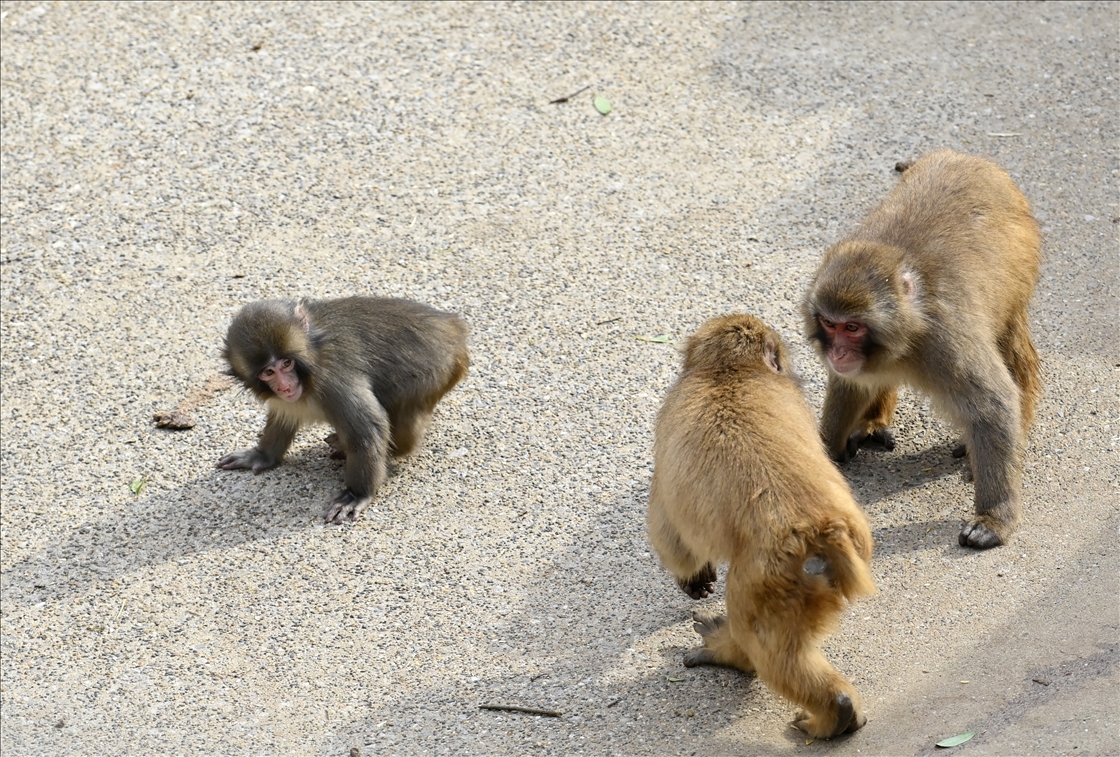 Baby monkey named 'Punch' finds comfort with a stuffed animal