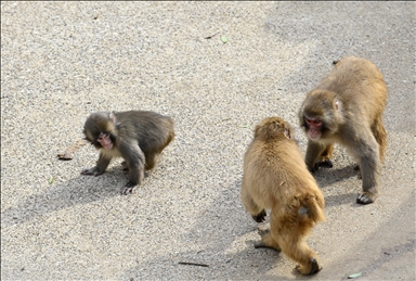 Baby monkey named 'Punch' finds comfort with a stuffed animal