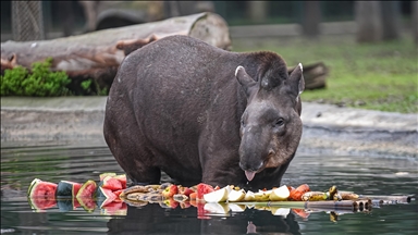 Bursa Hayvanat Bahçesi'ndeki tapirler kış mevsiminde özenle besleniyor