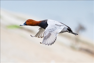 В турецком Коджаэли водоплавающие птицы собрались на зимовку
