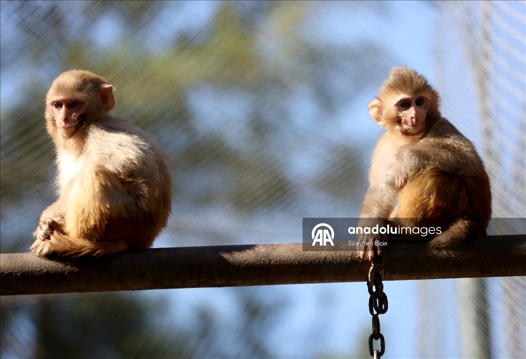 Спасенного у подозреваемых в наркоторговле детеныша обезьяны поместили в «приют для сирот»
