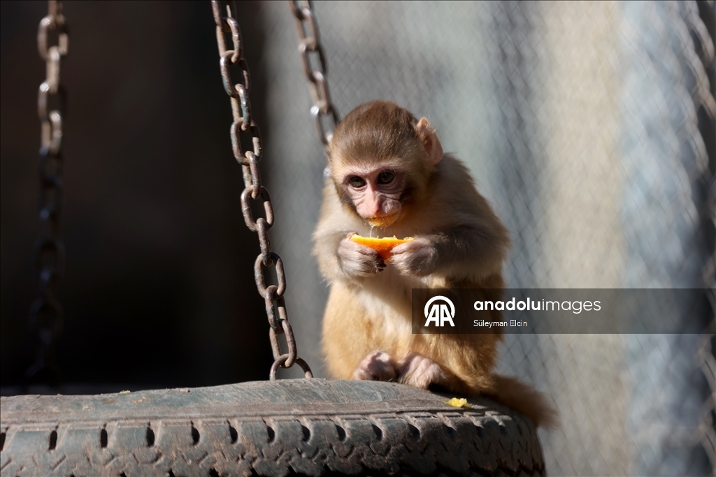 Спасенного у подозреваемых в наркоторговле детеныша обезьяны поместили в «приют для сирот»