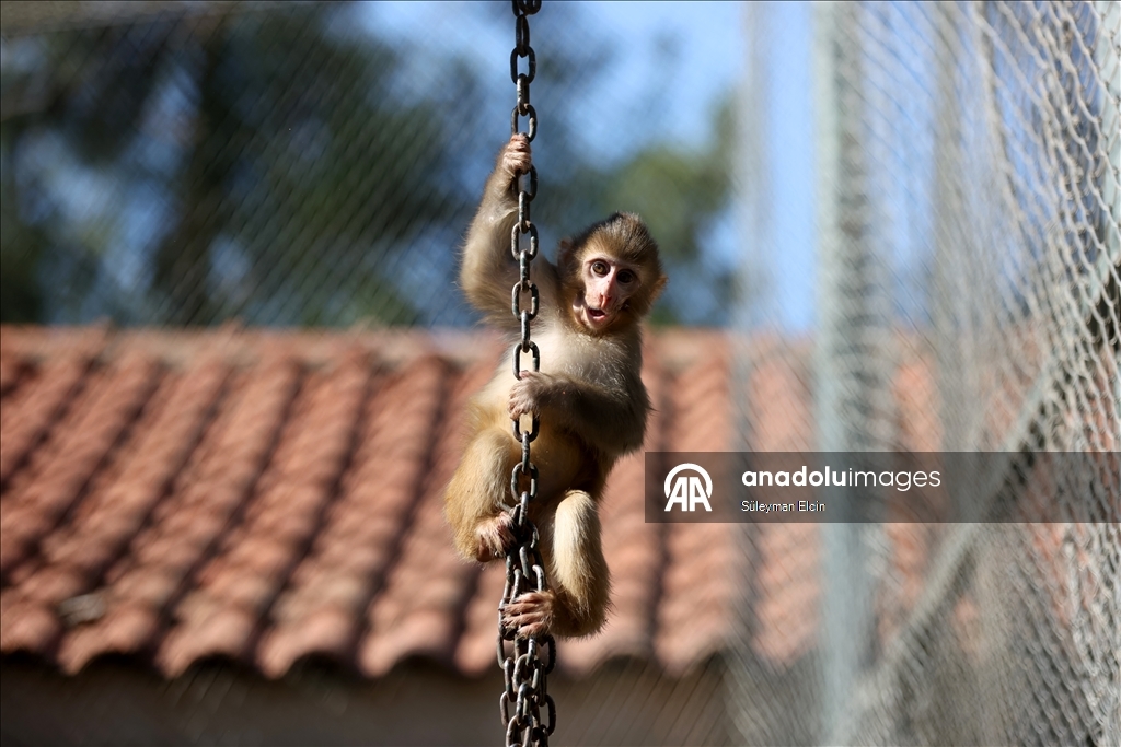 Спасенного у подозреваемых в наркоторговле детеныша обезьяны поместили в «приют для сирот»