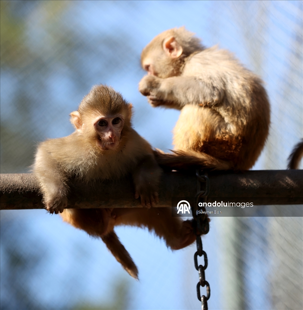 Спасенного у подозреваемых в наркоторговле детеныша обезьяны поместили в «приют для сирот»
