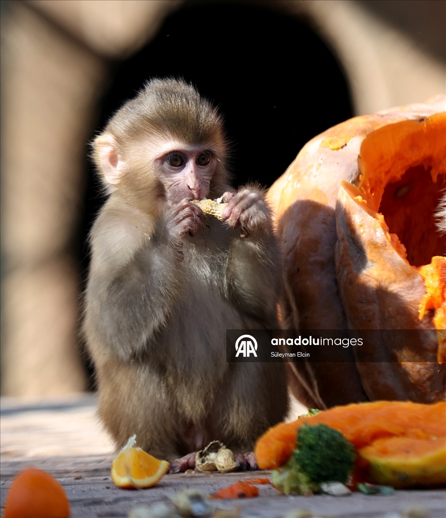 Спасенного у подозреваемых в наркоторговле детеныша обезьяны поместили в «приют для сирот»