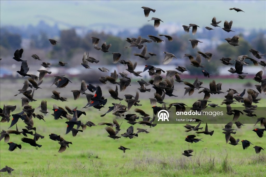 California'da sürü halinde karatavuk görüntülendi