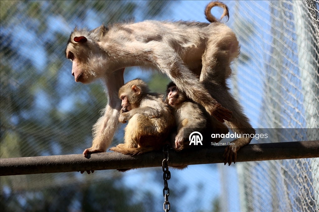 Спасенного у подозреваемых в наркоторговле детеныша обезьяны поместили в «приют для сирот»