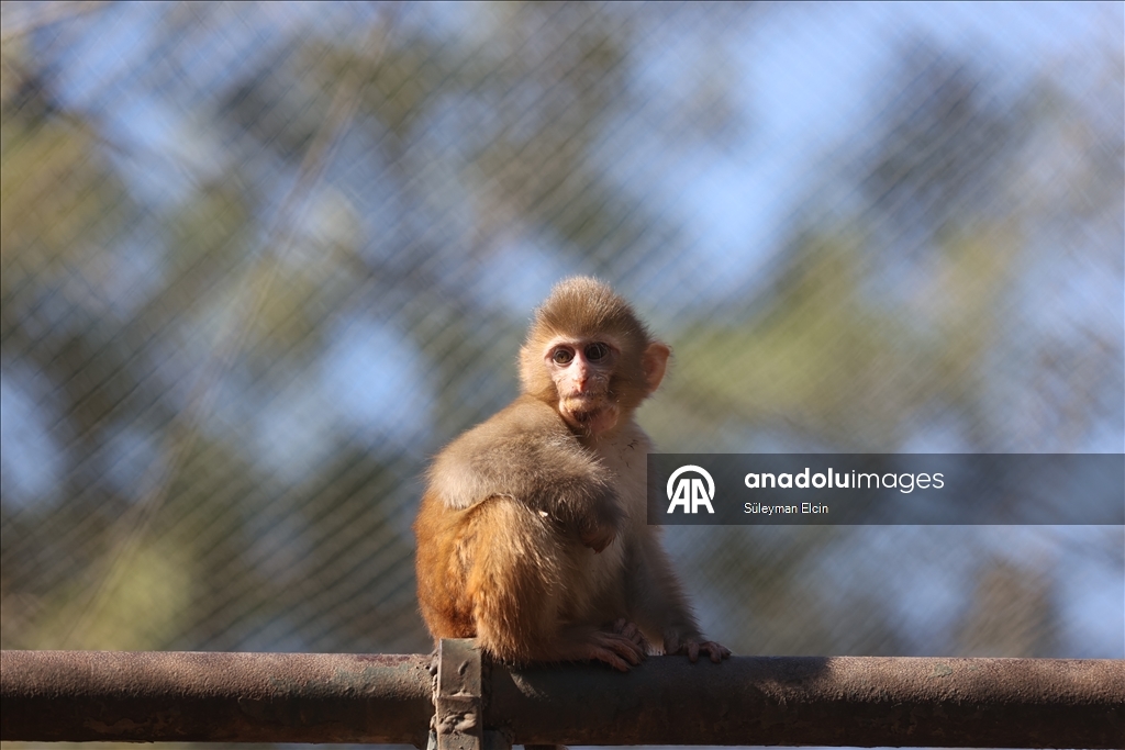 Спасенного у подозреваемых в наркоторговле детеныша обезьяны поместили в «приют для сирот»