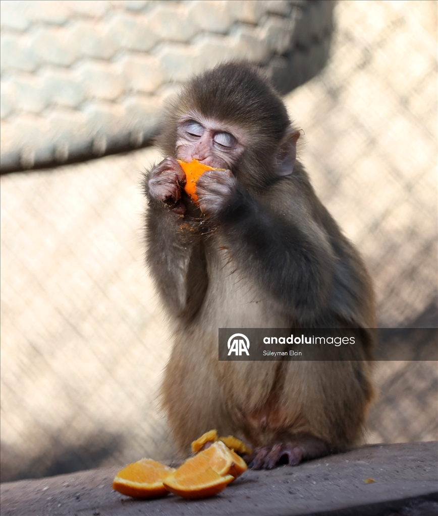 Спасенного у подозреваемых в наркоторговле детеныша обезьяны поместили в «приют для сирот»