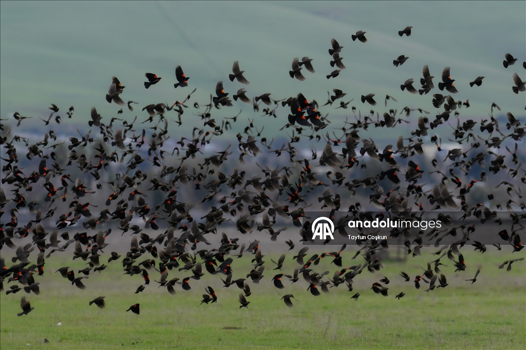 California'da sürü halinde karatavuk görüntülendi