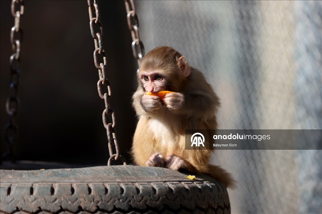 Uyuşturucu şüphelilerinin elinden kurtarılan maymun yavrusu, "yetimler barınağı"na yerleştirildi