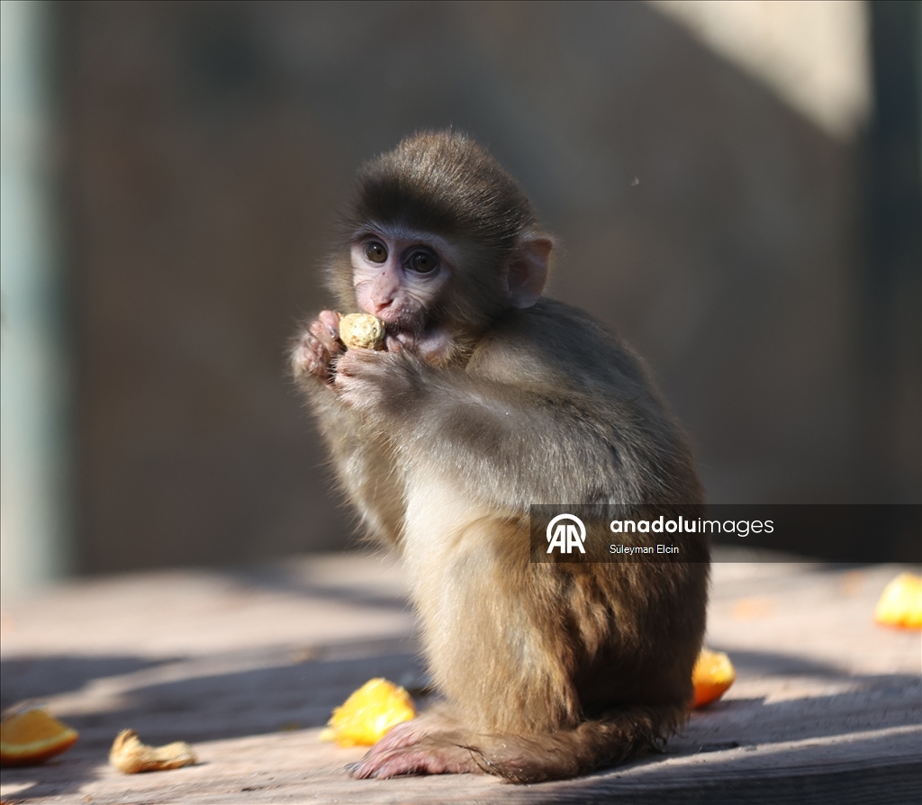 Спасенного у подозреваемых в наркоторговле детеныша обезьяны поместили в «приют для сирот»
