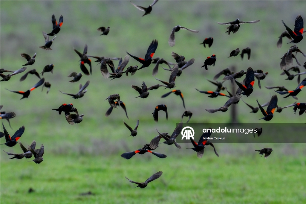 California'da sürü halinde karatavuk görüntülendi