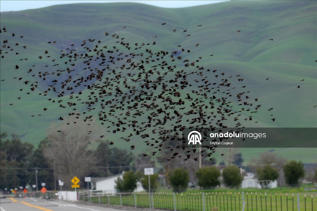 California'da sürü halinde karatavuk görüntülendi
