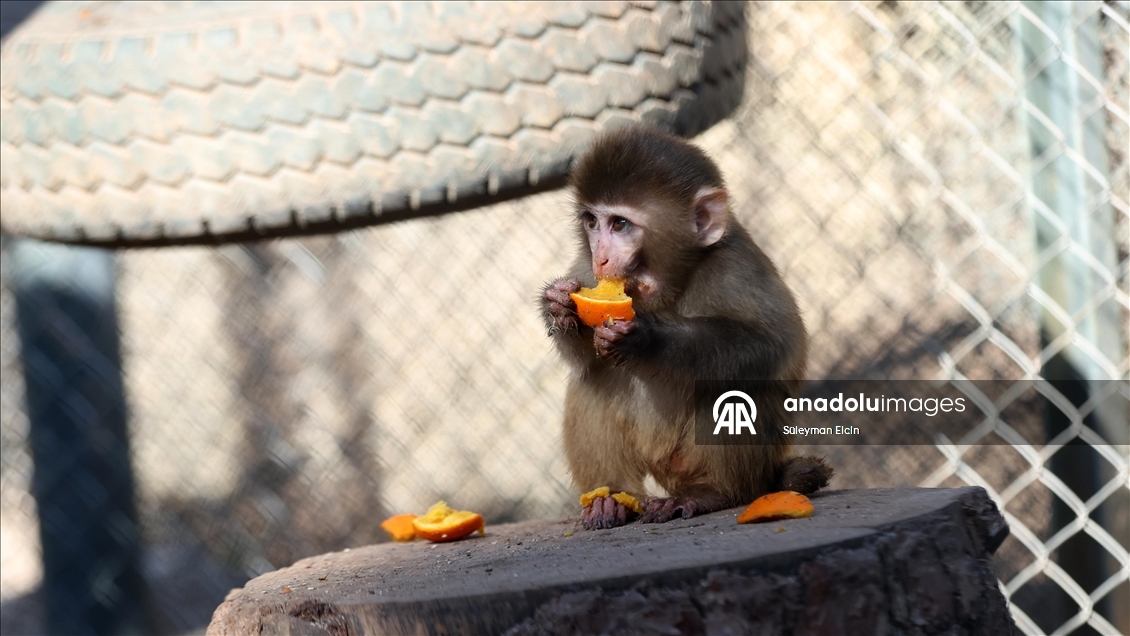 Uyuşturucu şüphelilerinin elinden kurtarılan maymun yavrusu, "yetimler barınağı"na yerleştirildi