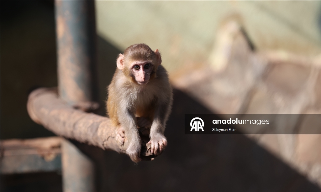 Спасенного у подозреваемых в наркоторговле детеныша обезьяны поместили в «приют для сирот»