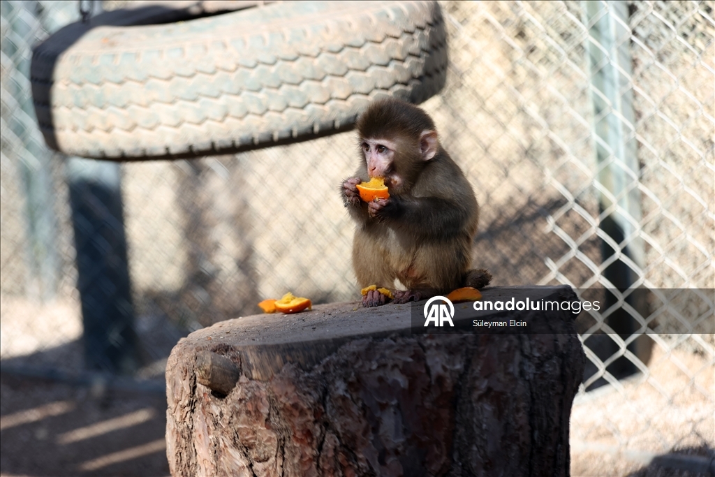 Спасенного у подозреваемых в наркоторговле детеныша обезьяны поместили в «приют для сирот»