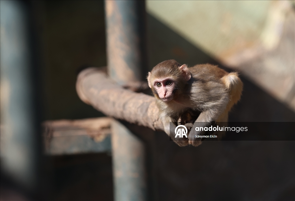 Uyuşturucu şüphelilerinin elinden kurtarılan maymun yavrusu, "yetimler barınağı"na yerleştirildi
