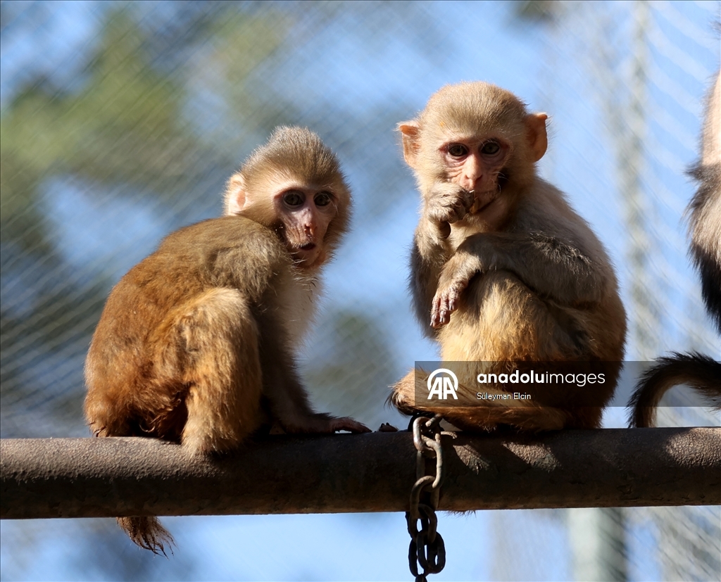 Спасенного у подозреваемых в наркоторговле детеныша обезьяны поместили в «приют для сирот»
