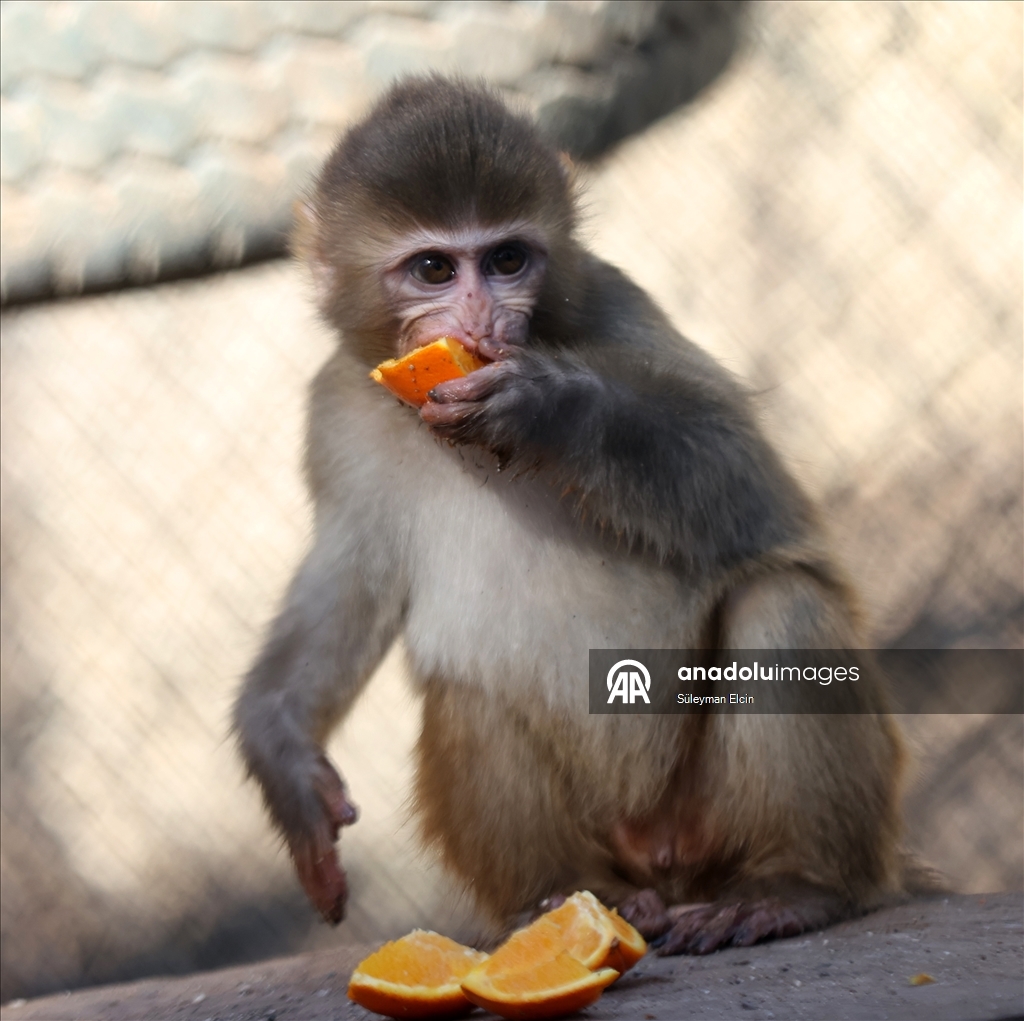 Спасенного у подозреваемых в наркоторговле детеныша обезьяны поместили в «приют для сирот»