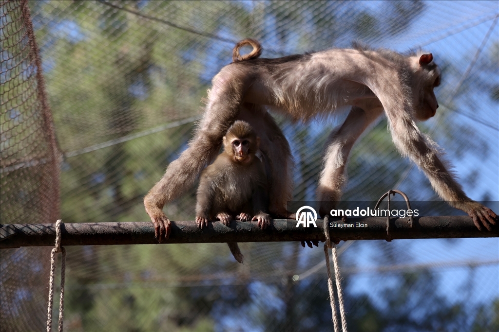 Спасенного у подозреваемых в наркоторговле детеныша обезьяны поместили в «приют для сирот»