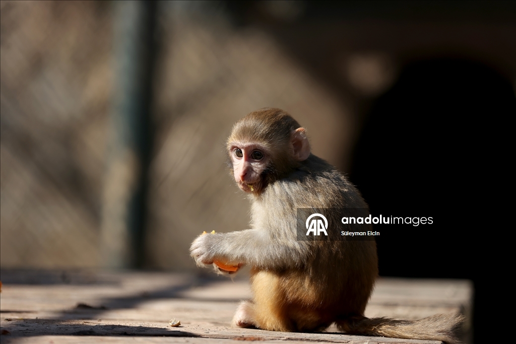 Uyuşturucu şüphelilerinin elinden kurtarılan maymun yavrusu, "yetimler barınağı"na yerleştirildi