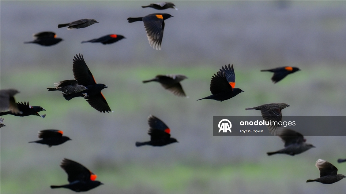 California'da sürü halinde karatavuk görüntülendi