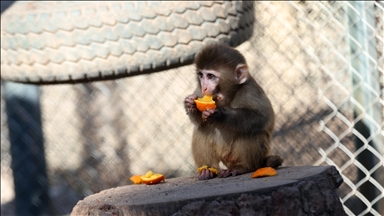 Uyuşturucu şüphelilerinin elinden kurtarılan maymun yavrusu, 'yetimler barınağı'na yerleştirildi