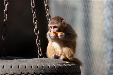 Спасенного у подозреваемых в наркоторговле детеныша обезьяны поместили в «приют для сирот»