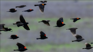 California'da sürü halinde karatavuk görüntülendi