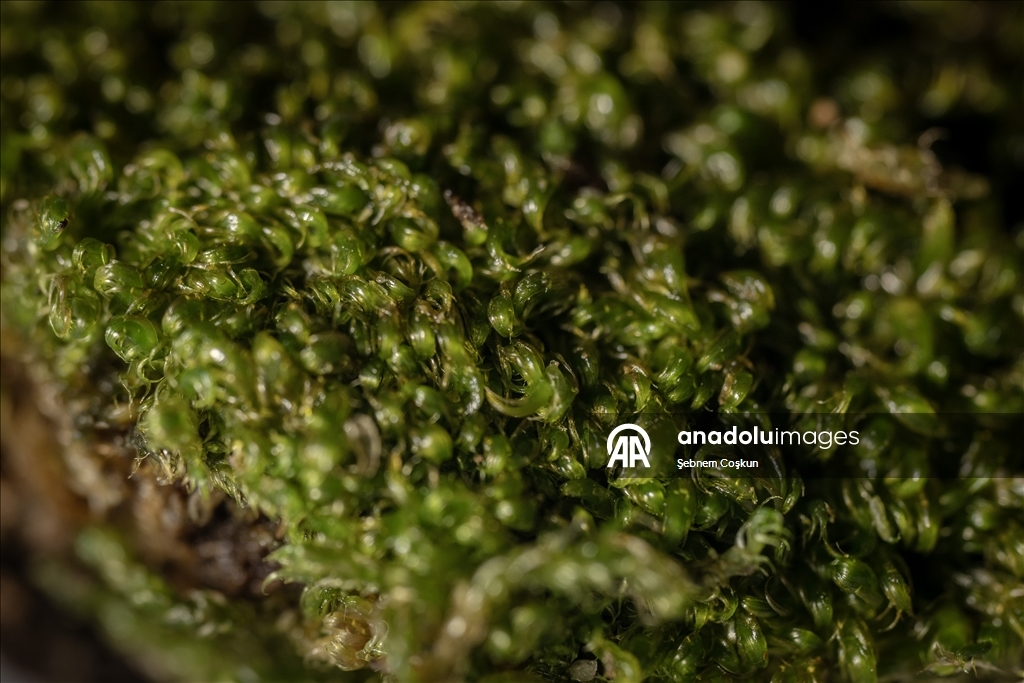 في قلب الجليد.. علماء أتراك يستكشفون حلولا صحية وزراعية