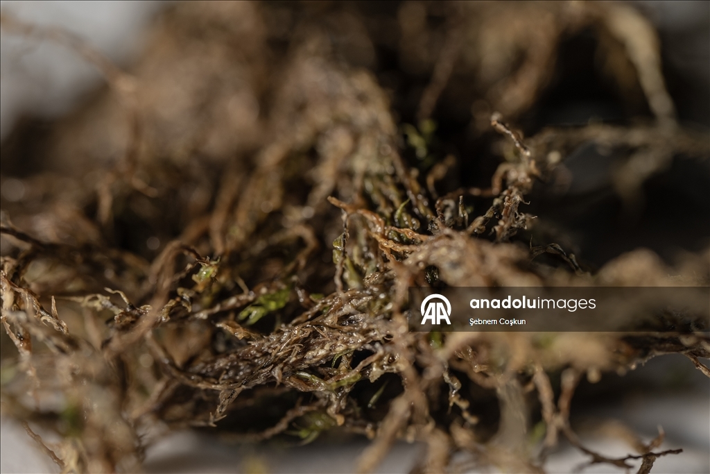 Türk bilim insanları Antarktika'daki araştırmalarıyla sağlık ve tarıma ışık tutuyor